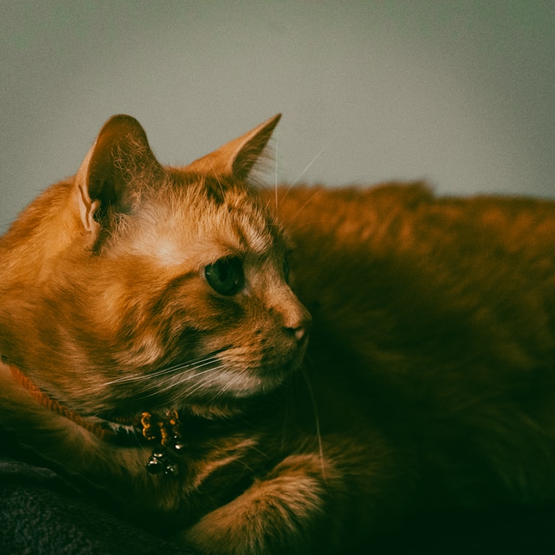 Distance Reiki for Pets